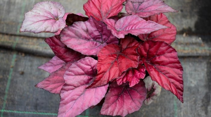 ‘Revelation-Maroon-Begonia plant