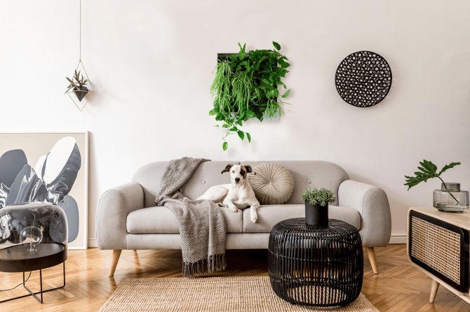 living room setting with a dog on a couch and a small greenwall mounted on the wall above