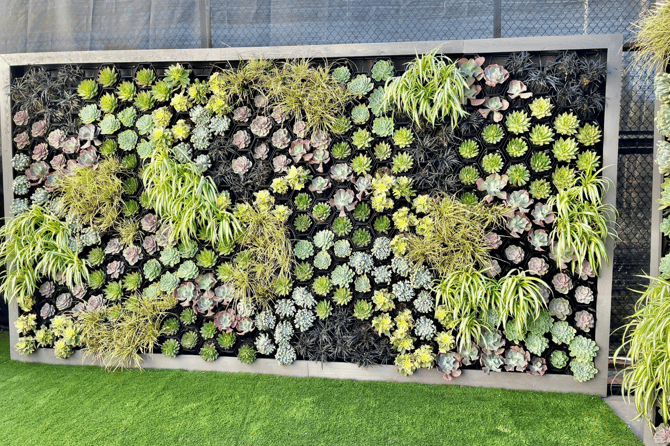 colorful backyard succulent wall