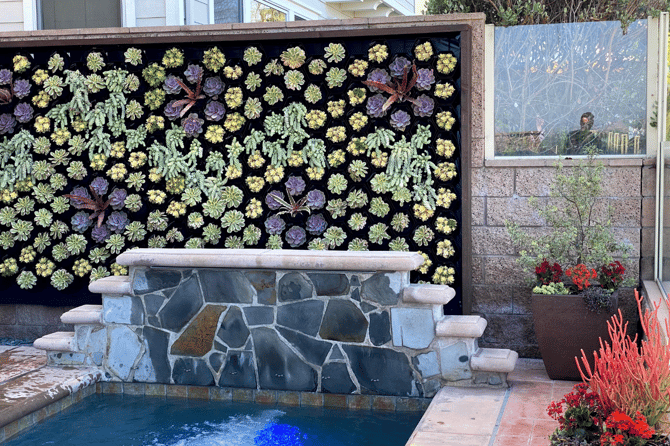 colorful backyard succulent wall with pool