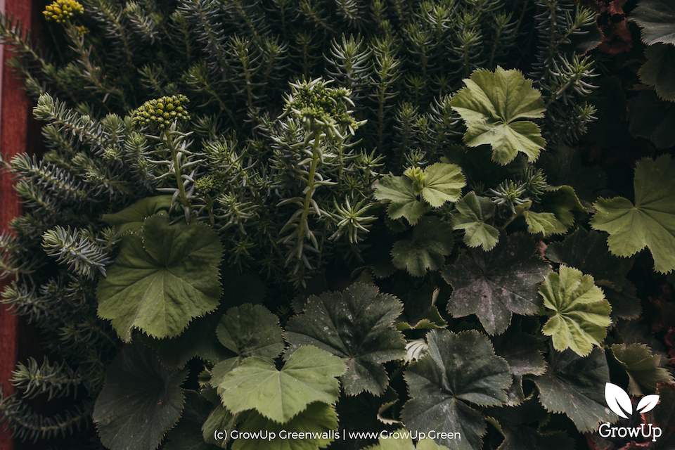 A close-up of plants in a greenwall