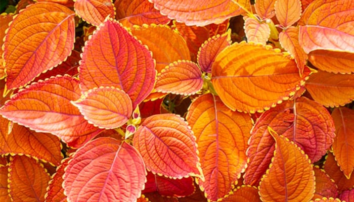 Rustic Orange plant