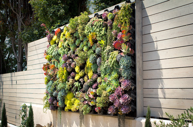 Succulent greenwall outdoors