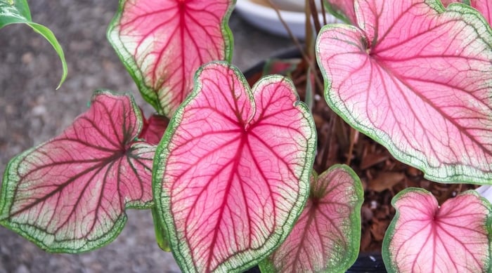 Florida-Sweetheart plant