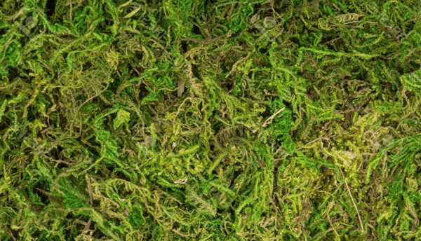 Answering All Your FAQs About Moss Walls - Eco Brooklyn
