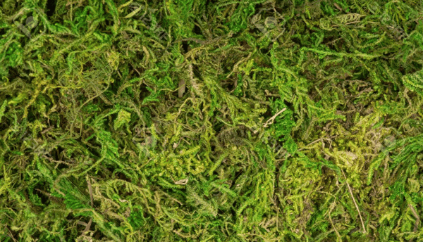 Forest Moss