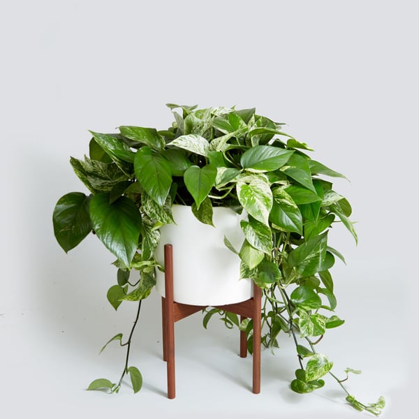 White and green variegated Pothos