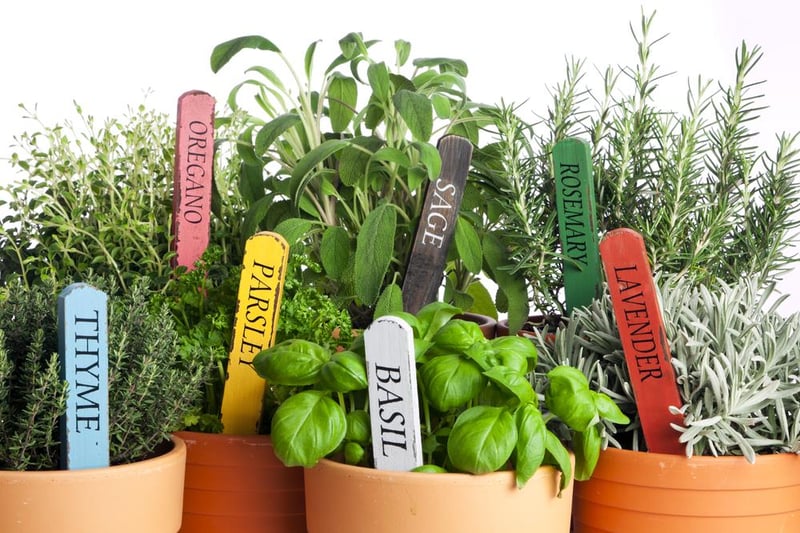 Potted herbs | GrowUp Vertical Farming