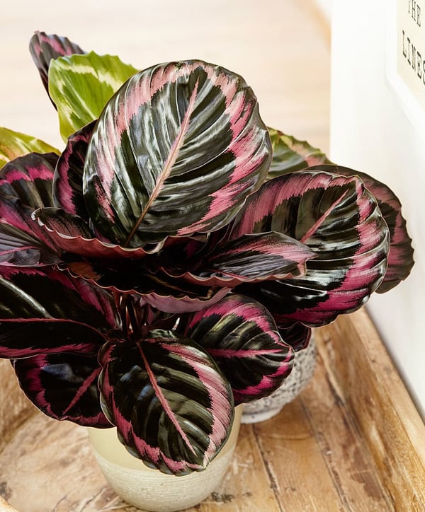 9 Indoor Plants That are Almost Impossible to Kill