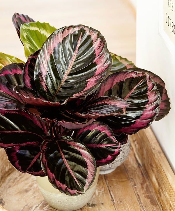 Purple and black Calathea plant