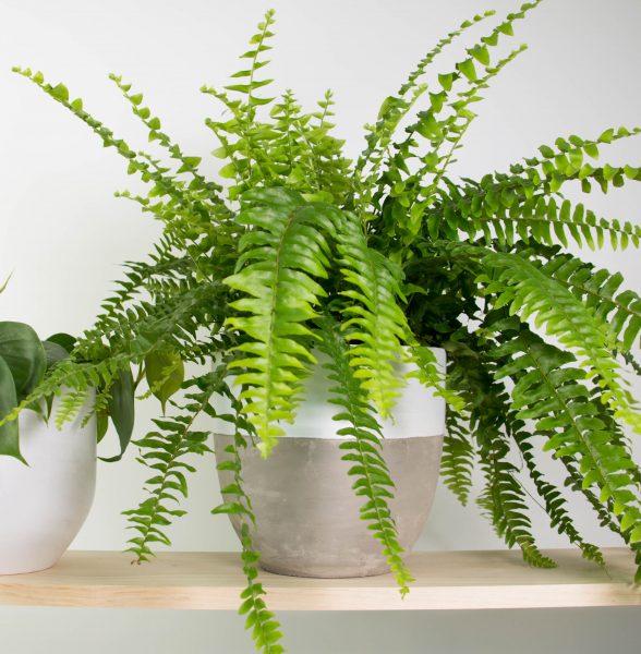 Potted Boston Fern