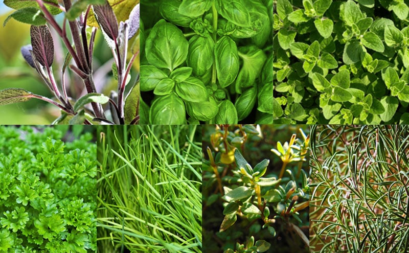 All the herbs you need for an Italian mix