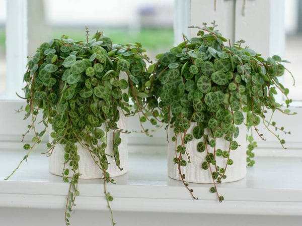 Peperomias growing on a windowsill