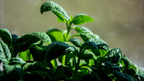 Four words: fresh homemade basil pesto. Now, that’s the kind of thing that can set your restaurant apart from the rest. It also makes a tasteful addition to a gin and tonic!