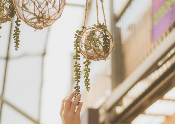 Just as the name suggests, these trailing succulents look like evenly-spaced pearls (or maybe rather peas) strung on a delicate thread. When healthy, they take on a beautiful saturated green colour. They add an interesting texture to a green wall.