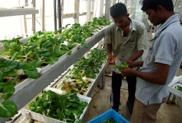 Harvesting leafy greens from an urban farm in Singapore