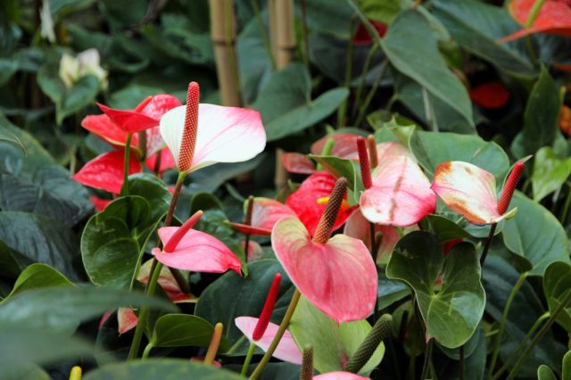 Anthurium