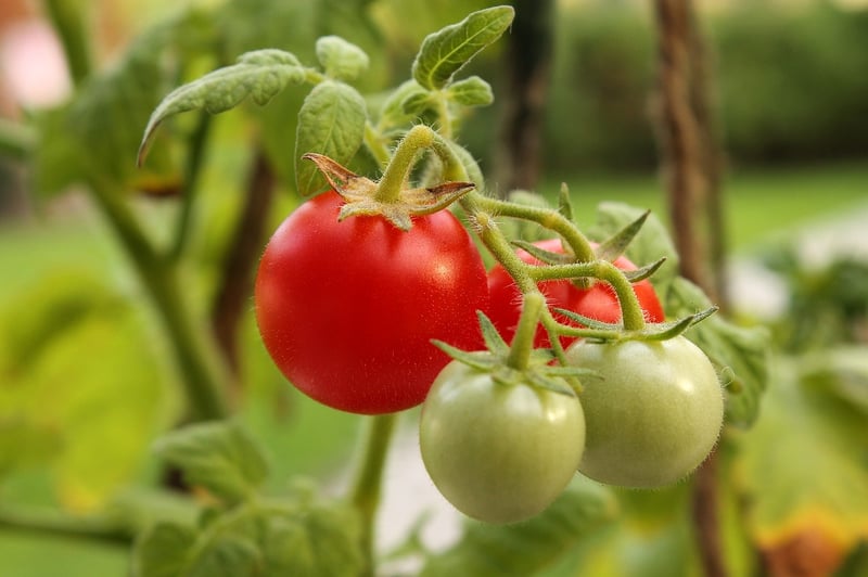 GrowUp Vertical Farming | Cherry Tomatoes