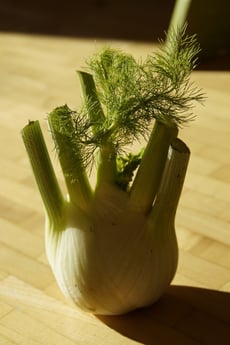 Fennel sprouting | GrowUp Vertical Farming