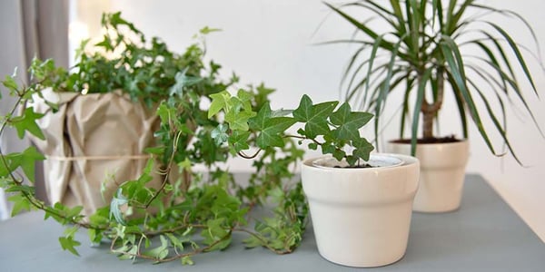Growing English Ivy indoors
