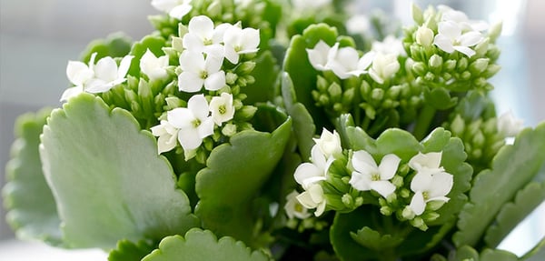 White Kalanchoe blossoms