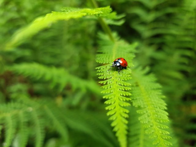 ferns