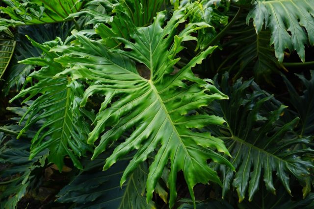 Philodendrons