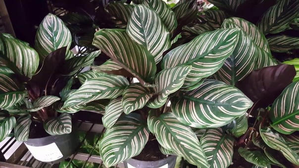 These beautiful leafy green plants are quite striking and make a dramatic addition to any green wall. The light touch of colour in their leaves add depth and interest, and they’re easy to maintain too.