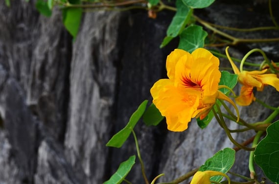 Nasturtium