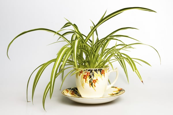 Spider Plant potted in a tea cup