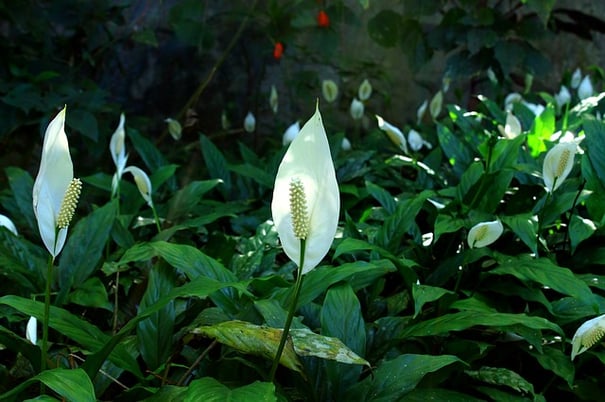 With dark green foliage and white flowers, peace lilies create an instantly lush look in wherever you place them