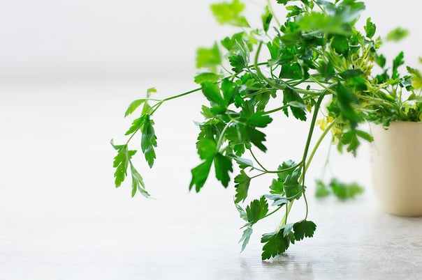 Unlike mint, parsley thrives on direct sunlight! Place your plant in a south-facing window where it is able to receive six to eight hours of light a day.