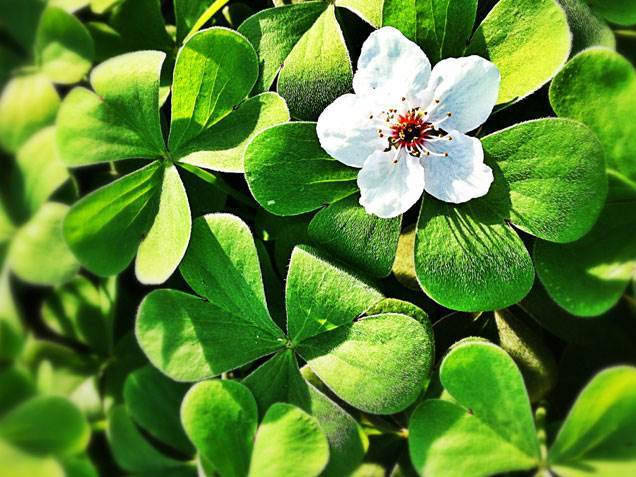 Blossoming Shamrock Plant