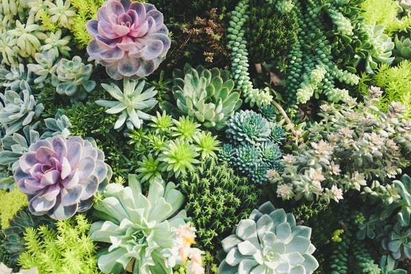 Succulents for green wall design 