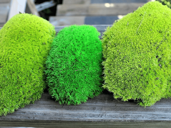 Pillow Moss