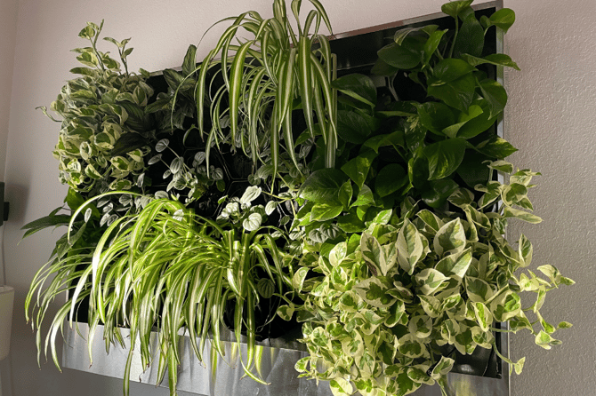 greenwall mounted on a wall