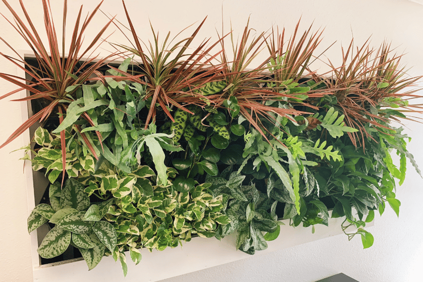 greenwall in an office space