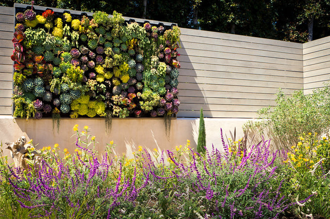 Colorful succulent wall in outdoor garden