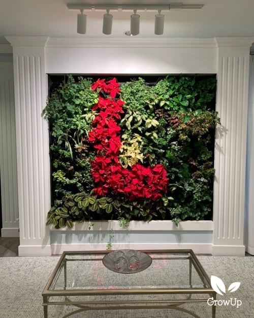 Living plant wall with festive poinsettia pattern