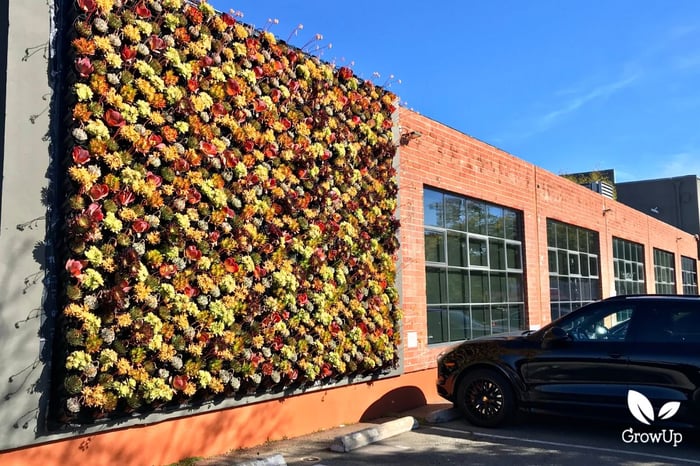 Orange outdoor live succulent wall