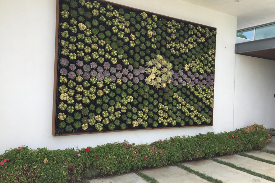 how to plan your succulent living wall