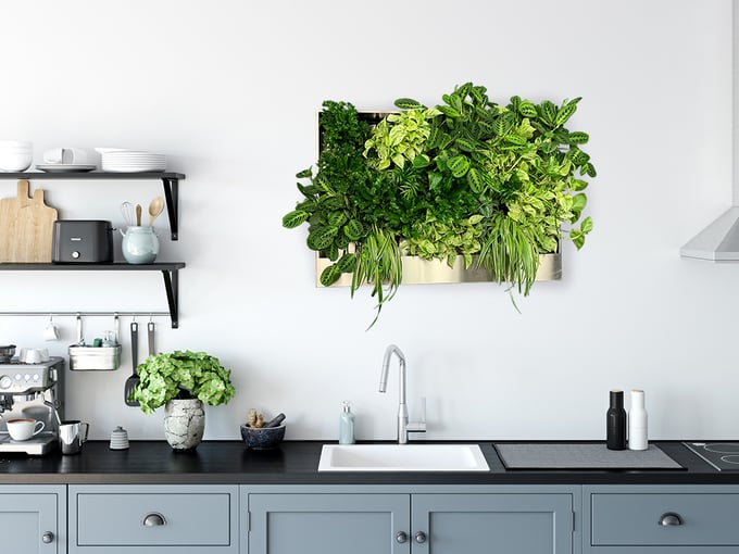 Living wall in a kitchen