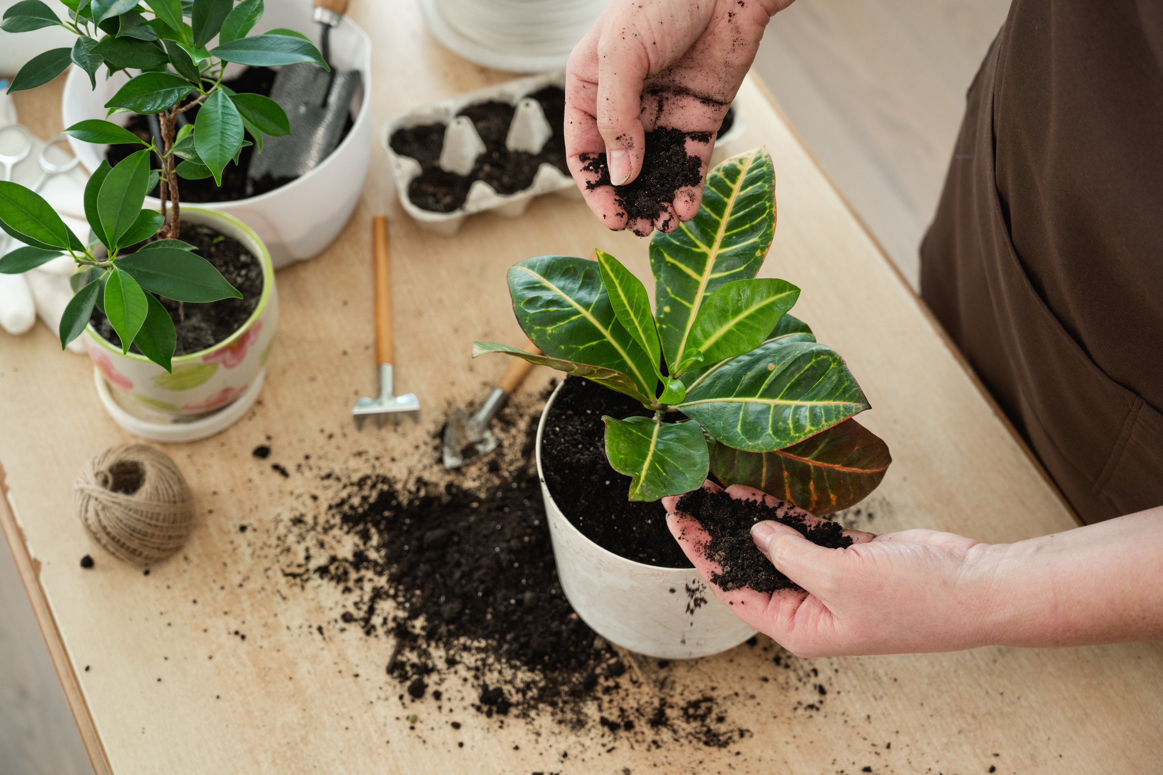 Person planting pot plant