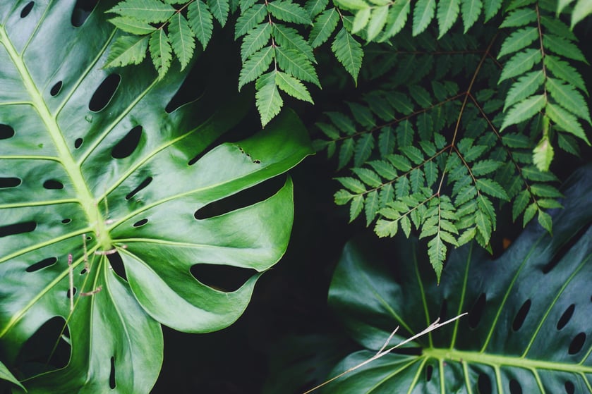 close-up of greens