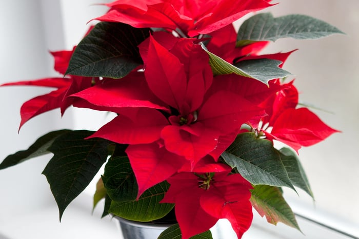 poinsettia plant in a pot