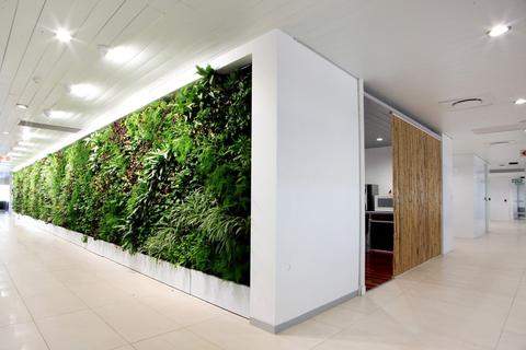 A greenwall extending along the hallway of an office
