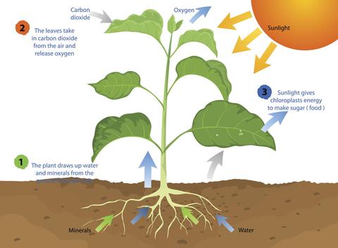 photosynthesis