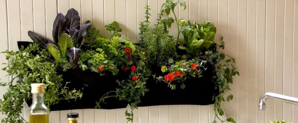 Kitchen herb garden