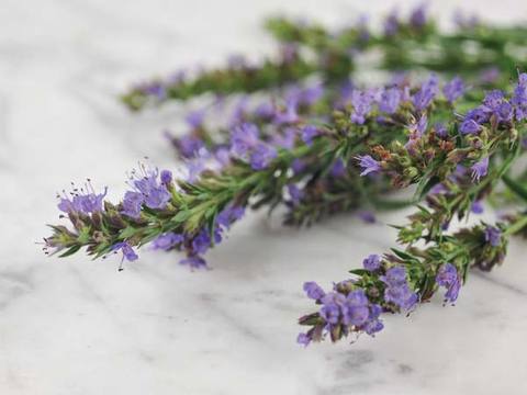 Herbs - Hyssop