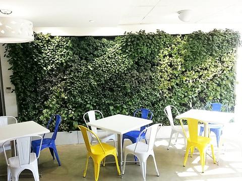 a greenwall as a backdrop in a restaurant dining area